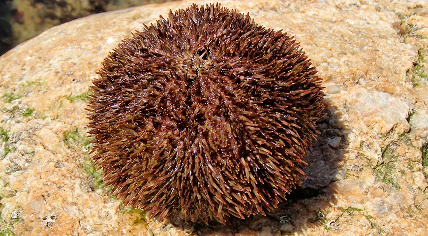 Серый тихоокеанский морской еж (Strongylocentrotus intermedius) 