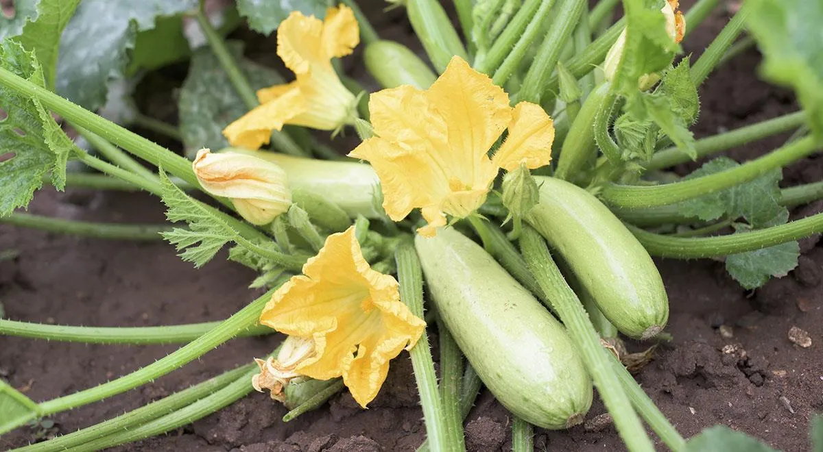 Маринованные кабачки по-корейски быстрого приготовления, пошаговый рецепт с  фото на 136 ккал