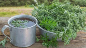 Как полынь лечит от многих болезней и что такого в «Тархуне» и «Абсенте»