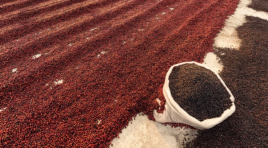 Для качественного кофе важно не столько количество урожая, сколько вкус, аромат и уникальность зерна