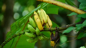Бельгийские учёные нашли альтернативу привычным бананам