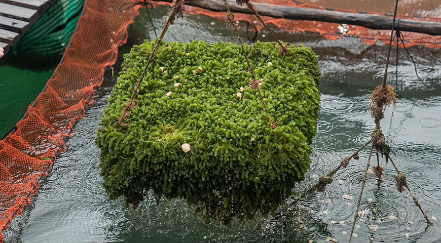 В морском винограде много йода, который необходим для щитовидной железы