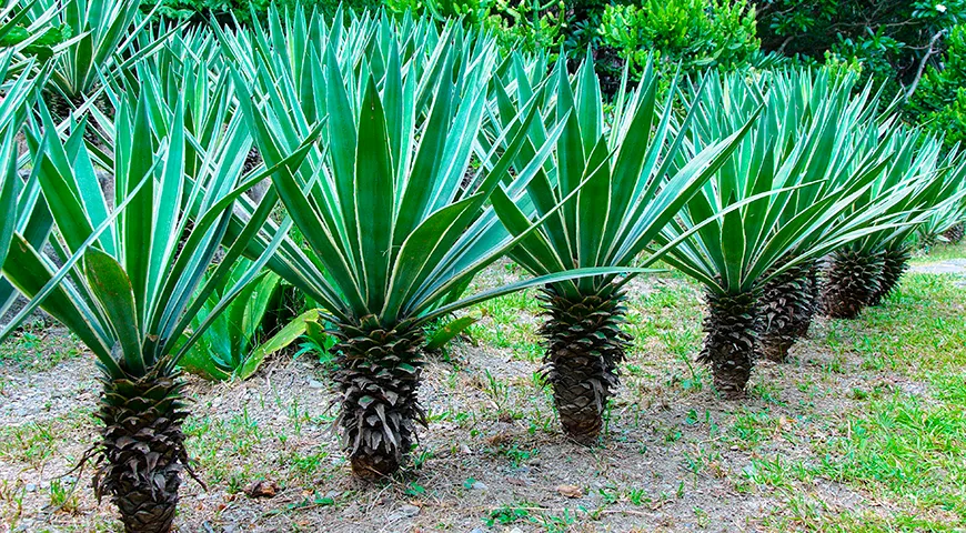 Сироп агавы — это уваренная и сконцентрированная версия сока, который добывают из сердцевины (пиньи) суккулентов агавы