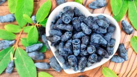 Когда созревает жимолость и как определить, что она поспела