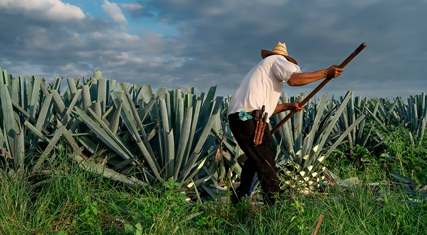 Химадоры — фермеры, специализирующиеся на выращивании агавы