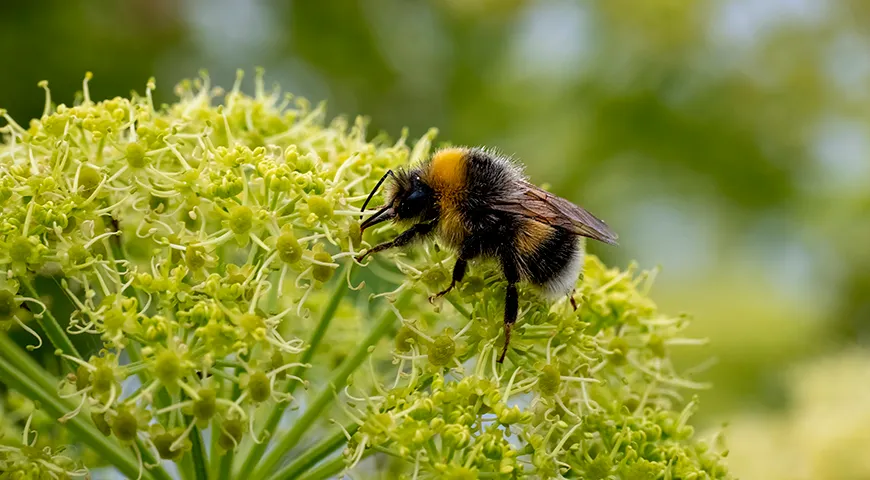 Дягиль цветет недолго — с конца июня до середины августа, именно в этот период и собирают дягилевый мед