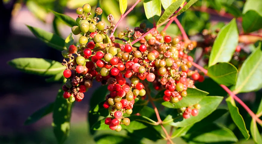 Шинус фисташколистный, или бразильское перечное дерево (Schinus terebinthifolia)
