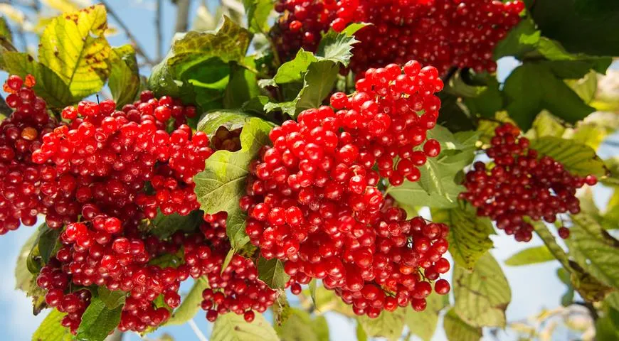 Калина при ревматоидном полиартрите. Калина - польза и вред для здоровья, вкус, состав, полезные свойства и. Ревматоидный полиартрит, причины, симптомы и лечение | Заболевания суставов Сестринский уход при ревматоидном полиартрите - презентация онлайн