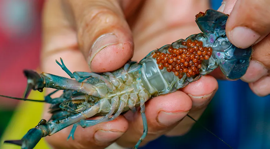 Икра рака обладает интенсивным, сладковато-солоноватым вкусом моря с пикантной горчинкой и землистыми нотами