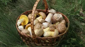 Заготавливаем грибы на зиму. Как сушить грибы в духовке, микроволновке и на улице