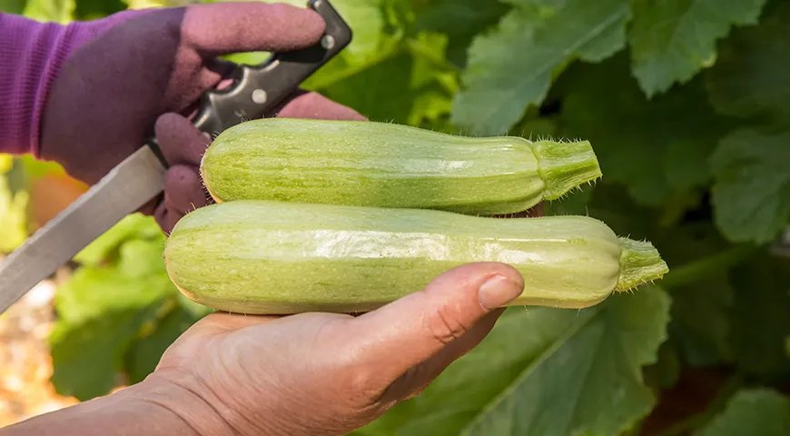 Наилучшим выбором для жарки считаются молодые кабачки длиной 15–20 сантиметров и диаметром не более 5–6 сантиметров