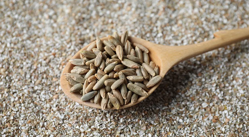 Ключевой параметр качества ржаных отрубей — чистота зерна, отсутствие плесени, микотоксинов и гнили