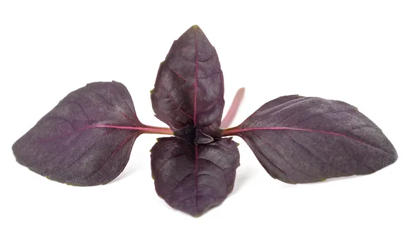 Реган, трава