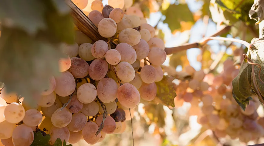 Сбор винограда Тайфи длится с конца сентября до середины ноября: ранний урожай — сочный и кисловатый, поздний — самый сладкий и лучше хранится