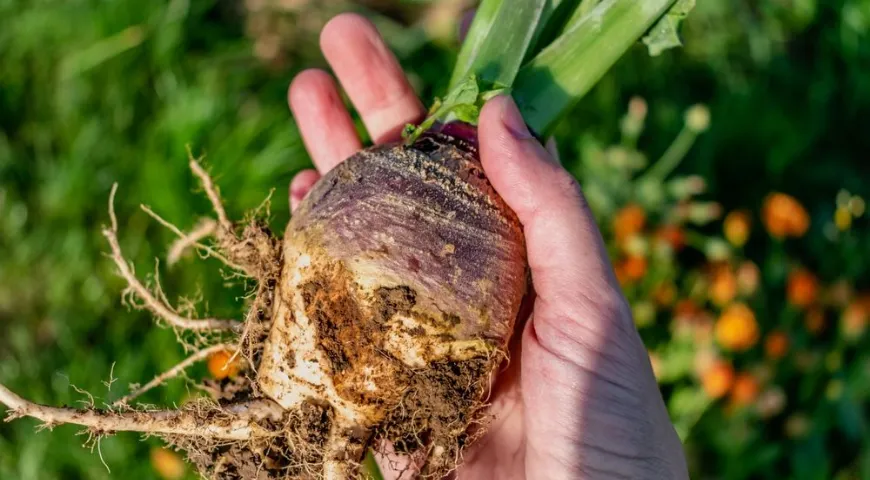 Брюква, как и другие крестоцветные, положительно влияет на баланс эстрогенов в женском организме 