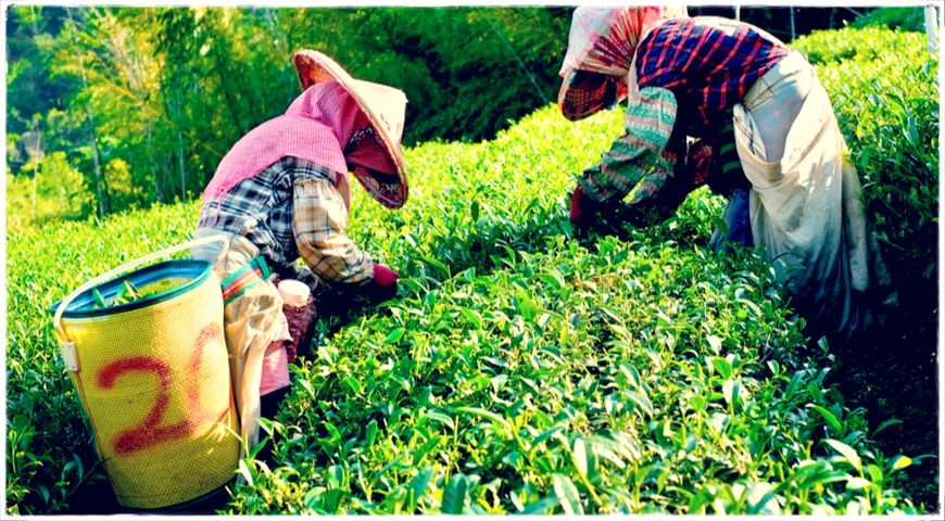 Сборщики на чайной плантации. Южный Китай