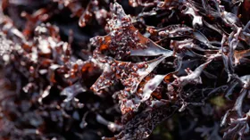 Мясо из микроводорослей – что это и зачем придумано