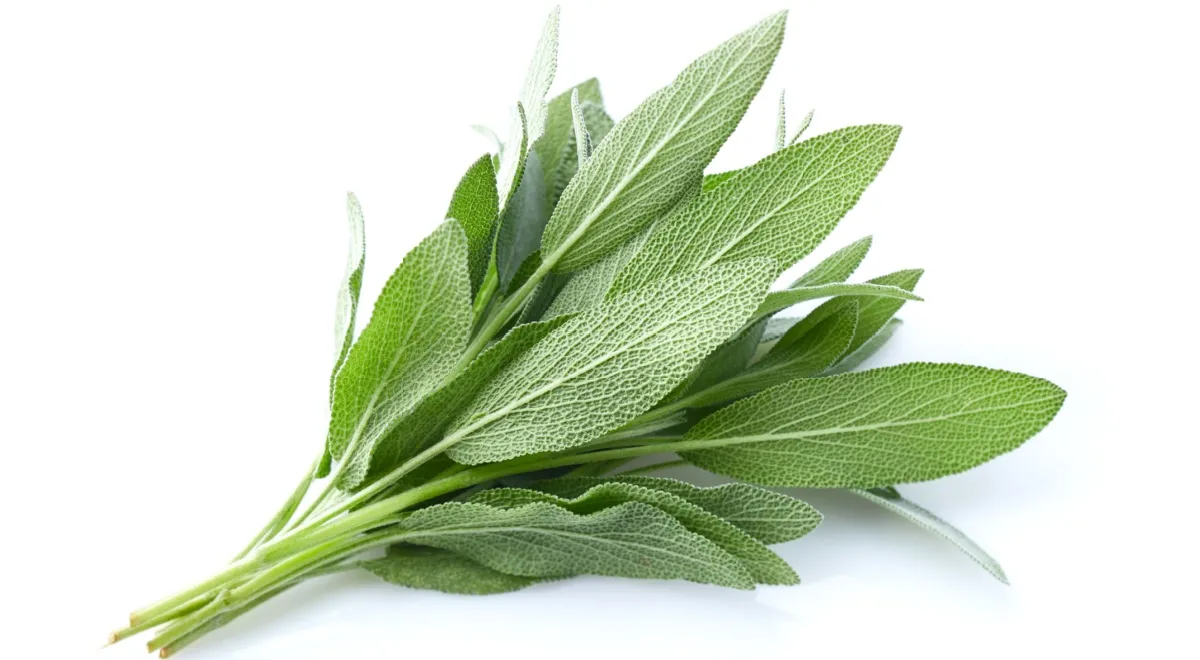 Шалфей обыкновенный