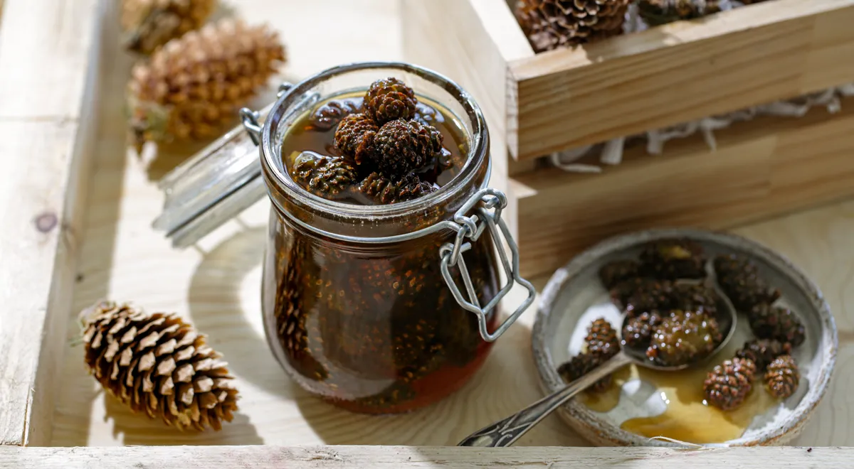 Рецепт варенья из молодых сосновых шишек