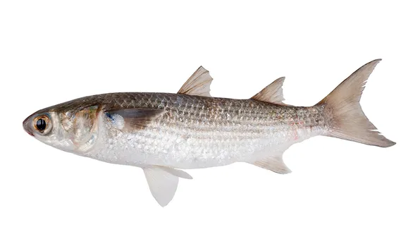 черная кефаль