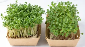 Диетолог посоветовала самые полезные виды микрозелени на зиму: лучше простой петрушки и укропа