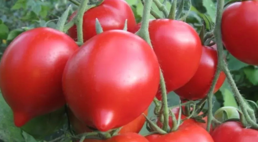 Кривянские помидоры