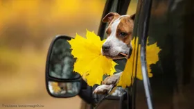 Как комфортно путешествовать с животными: что взять с собой, где остановиться, где перекусить