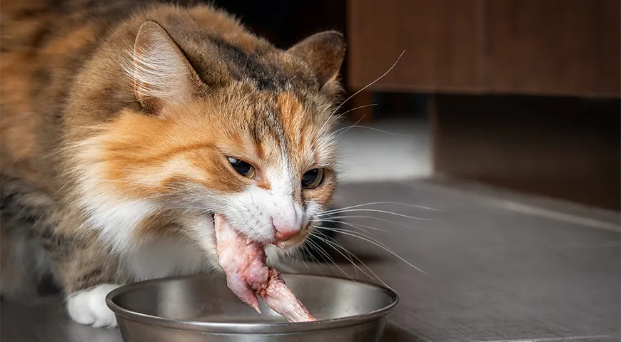 Не давайте кости кошкам: они могут ими подавиться или серьезно пораниться