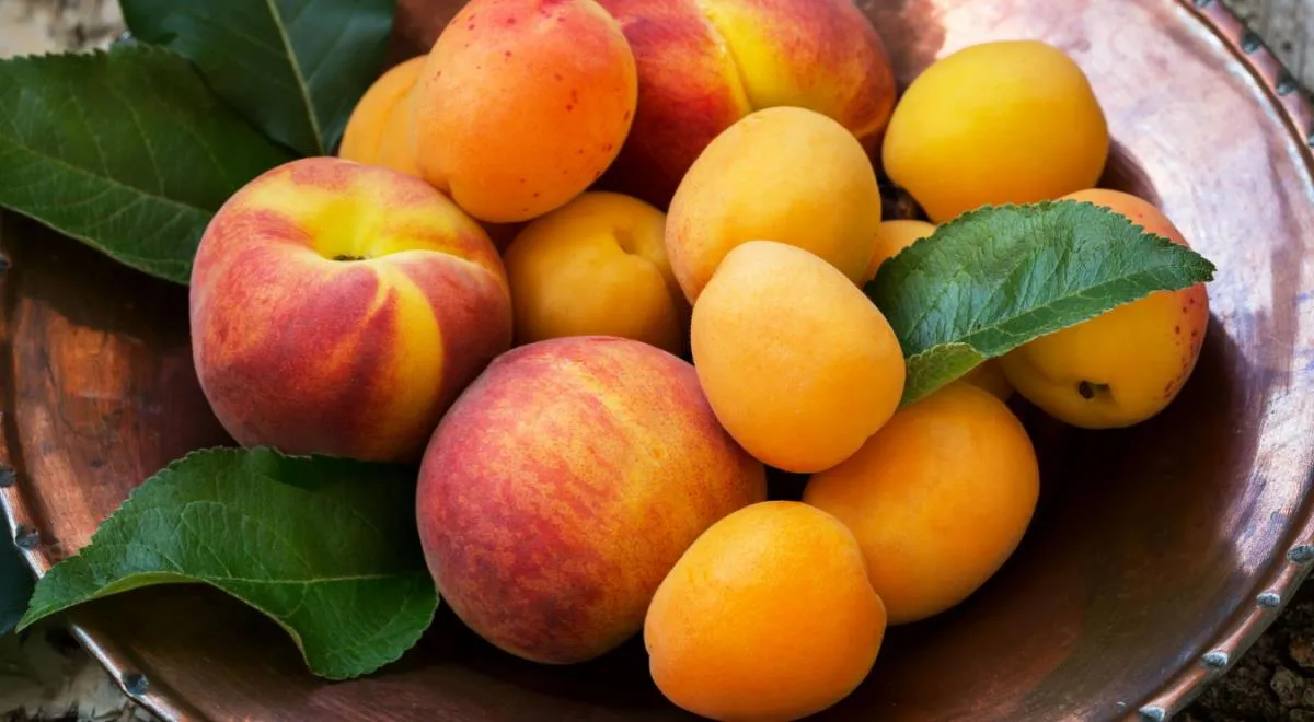 Эксперты Роспотребнадзора назвали лучшие фрукты июня: ешьте их обязательно