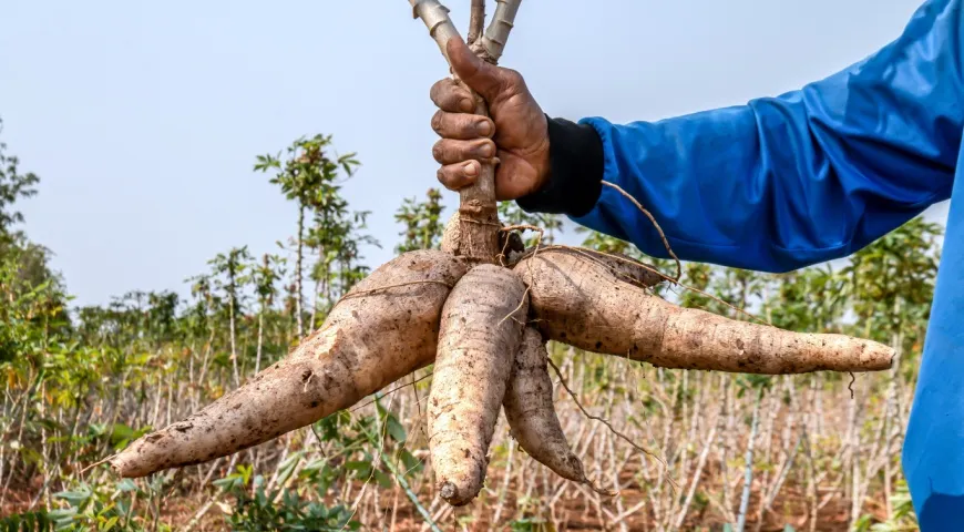 Маниока в руках фермера