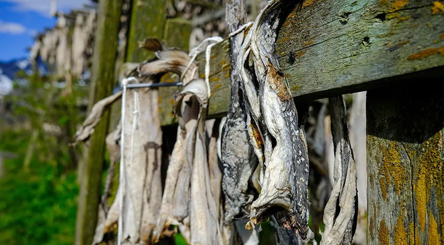 Главным продуктом у викингов была треска, которую в изобилии ловили в Атлантике, сушили на ветру и хранили годами как идеальный сухой паек для мореплавателей