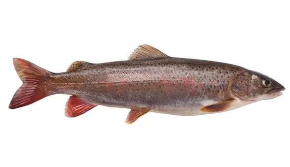 сибирская форель