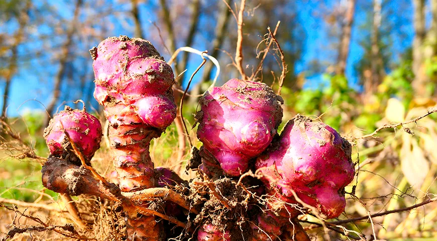 Красный топинамбур (Red Sunchokes)