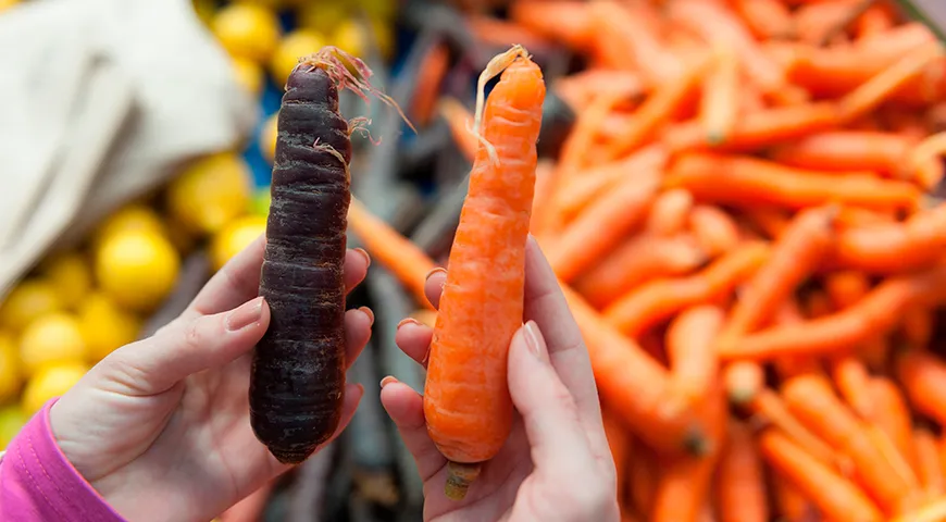 Имейте в виду: фиолетовая морковь окрашивает руки