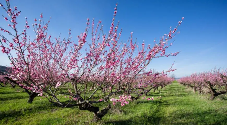 Цветущий персиковый сад