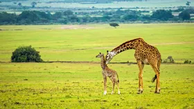 Молоко жирафа — новый суперфуд