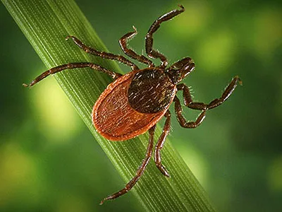 Как защититься от клещей