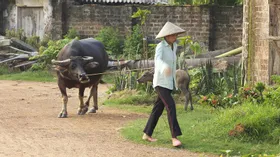 В Подмосковье появится вьетнамская молочная ферма