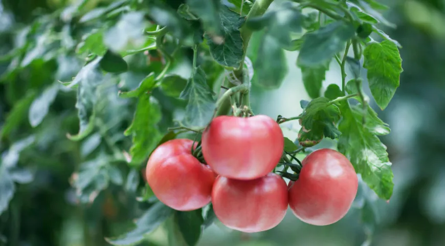 Розовые томаты из Азербайджана
