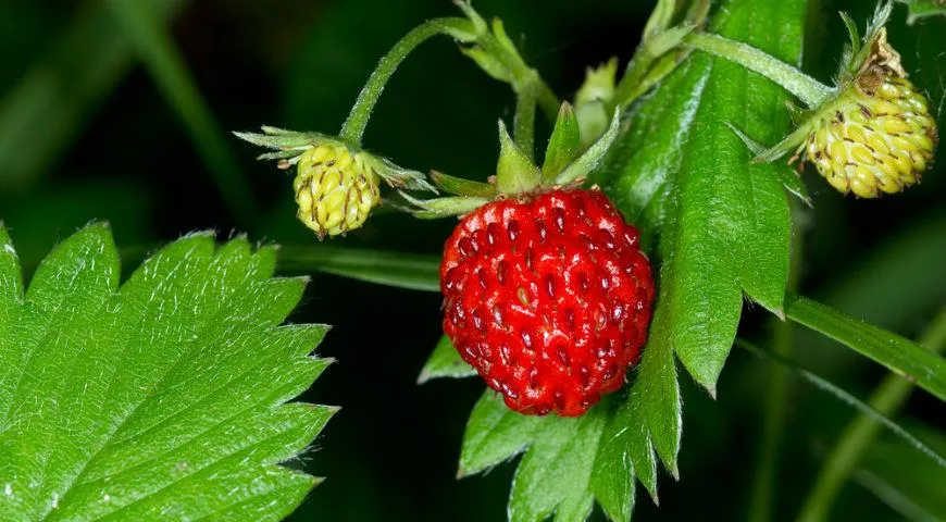 Земляника змея. Земляника Fragaria vesca improved Ruegen. Цветок Лесной земляники крупным планом.