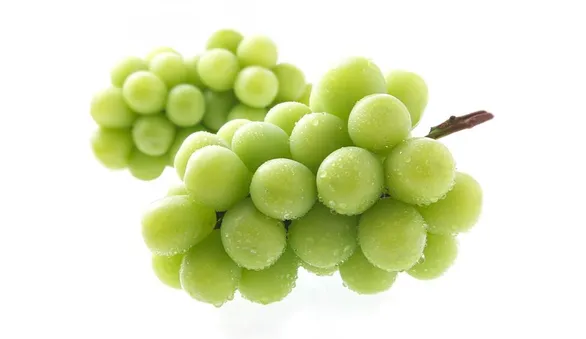 Виноград Шайн Мускат