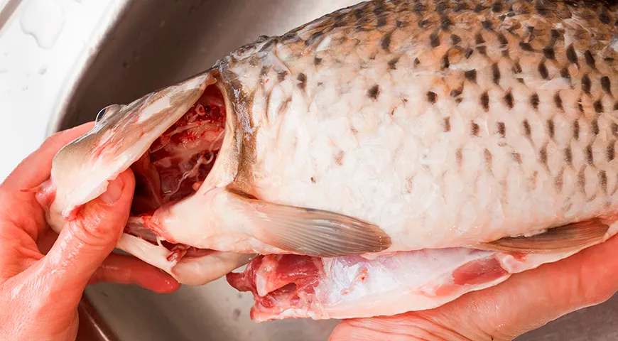 При чистке сазана жабры нужно удалить полностью — они быстро протухают и дают горечь