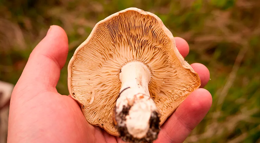 Проверьте майский гриб, чтобы пластинки под шляпкой были плотными, частыми и чисто белыми — потемнение или влажная слизь признак порчи