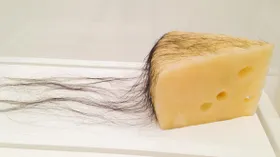 Волосатый сыр за 500 тысяч долларов: а вы бы купили?