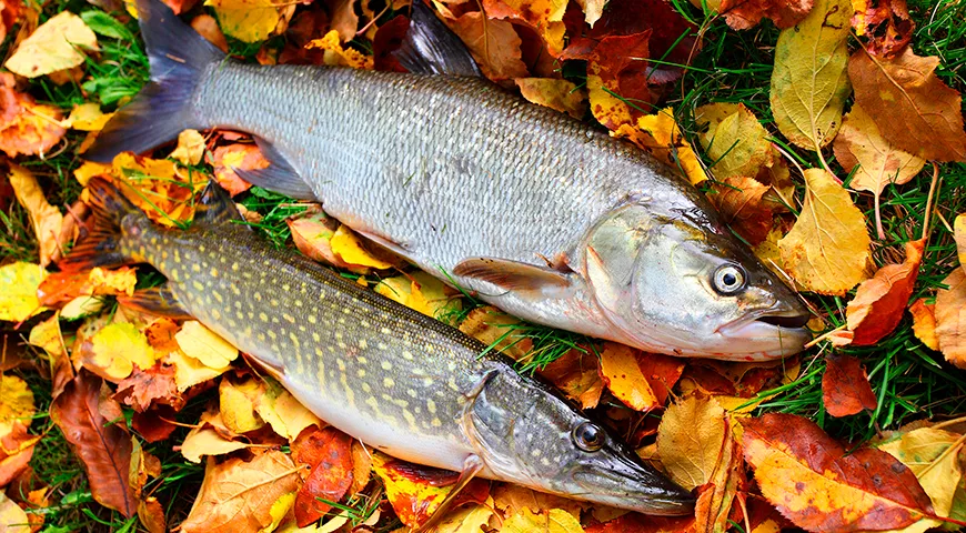Жерех отличается от щуки отсутствием характерного «травяного» или «тинного» привкуса и меньшим количеством межмышечных костей