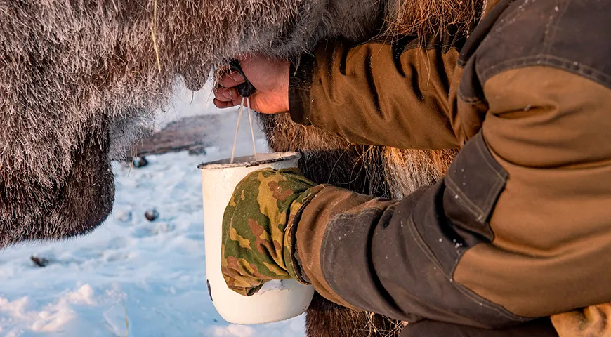 Основа настоящего кумыса — свежее молоко кобылиц, обладающее высоким содержанием лактозы (около 6–7%) и особым соотношением белков