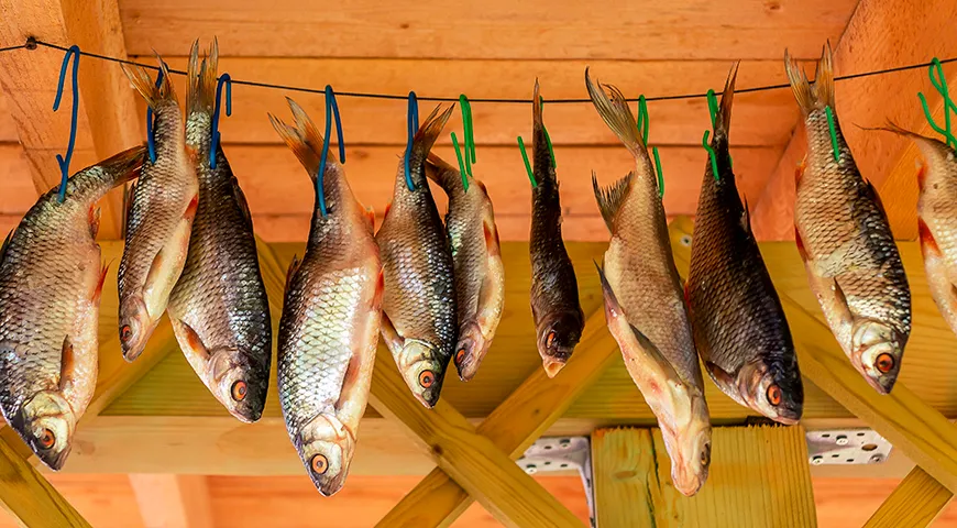 Классический процесс сушки таранки занимает от 2 до 6 недель