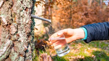Когда и как правильно собирать березовый сок, чтобы не навредить дереву
