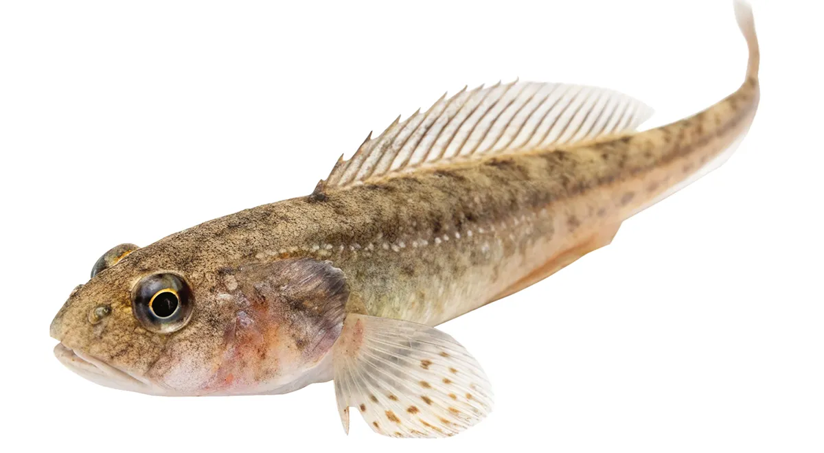 Бычок, рыба