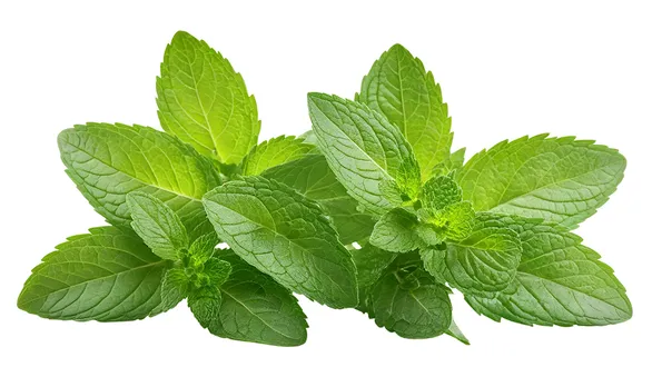 английская мята